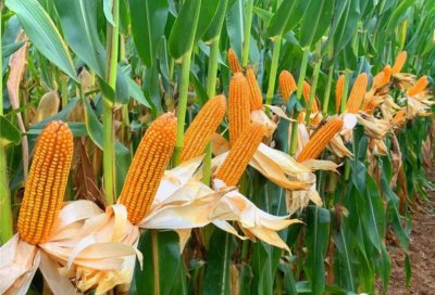 my73玉米种品种简介 my73玉米种特征特性介绍