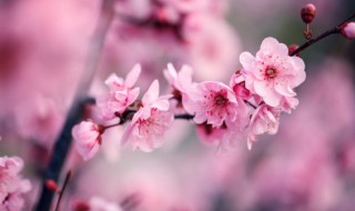 三角梅种植方法和注意事项 三角梅的种植方法介绍