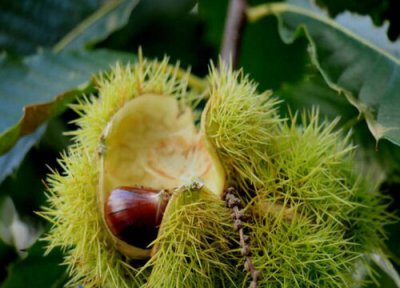 兰花怎样养叶子比较绿 用什么养护兰花叶片浓绿