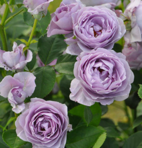 月季花苞垂头挽救方法 月季花苞没开就枯萎下来如何补救