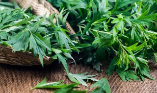 新鲜艾的食用方法 艾的功效与作用及食用方法