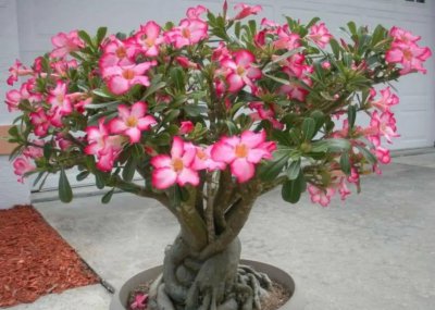 好养活的花卉植物有哪些 好养又漂亮的6种懒人花