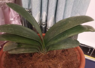 君子兰怎样换盆和注意事项 君子兰换盆以后都有哪些服盆方法