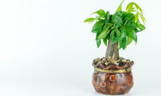 招财树门店摆放禁忌 招财树门店的摆放禁忌有哪些