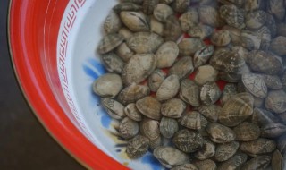 怎么辨认蛏子的好坏 如何挑选蛏子