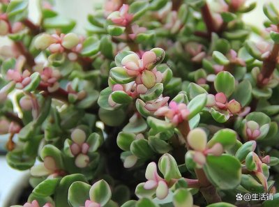 盆栽金枝玉叶开花吗 金枝玉叶花怎么养好才能开花