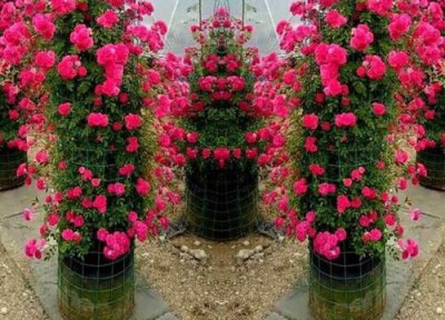 红木香一年开几次花 几月开花一直开到几月