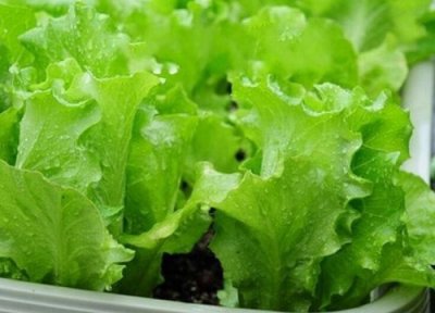 高温适合种什么蔬菜 高温适合种植什么蔬菜