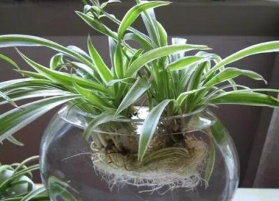 水培绿萝怎么养更旺盛 水培绿植怎么养才能更旺盛