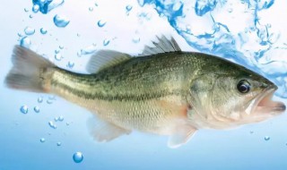 鲈鱼产地在哪里 鲈鱼产地在些地方