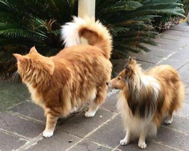 世界上最大的猫是什么品种 巨型猫有多大 长什么样子