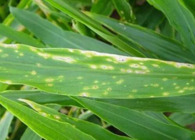 大姜种植中常见病害 大姜病虫害防治方法与技术