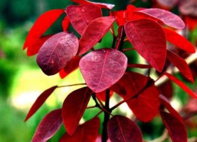 黄栌花期时间 黄栌花期是什么时候