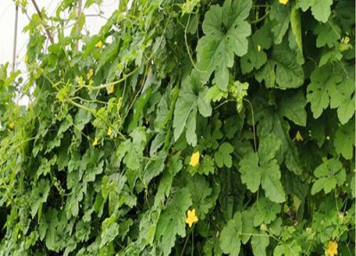 苦瓜叶片病害 苦瓜叶子发蔫原因及补救方法