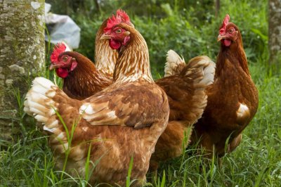 鸡下软蛋是什么原因造成的 通常鸡下软蛋的6个原因分析