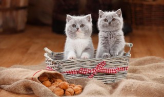 带猫坐汽车该注意什么东西 带猫坐汽车注意事项