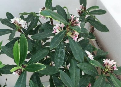 金边瑞香4月份如何养长势旺 金边瑞香盆栽如何管理才能养好?