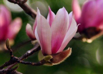 广玉兰是什么花序类型 属于柔荑花序