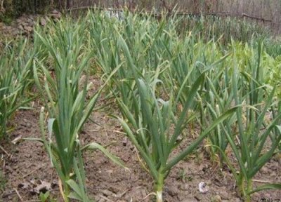 大蒜高产种植技术方法和步骤 用什么方法大蒜头长的大