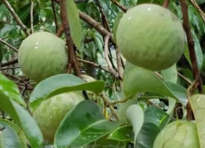 蒜头发芽还能吃吗 蒜头发芽了可以吃吗