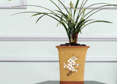 兰花怎么不会开花什么原因 兰花一直不开花是什么原因导致的