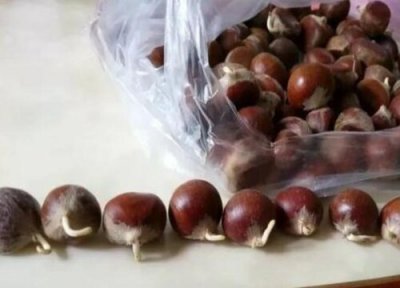 栗子发芽环境 栗子怎么发芽快