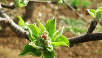 苹果树只开花不结果怎么回事 苹果树开花不坐果的原因