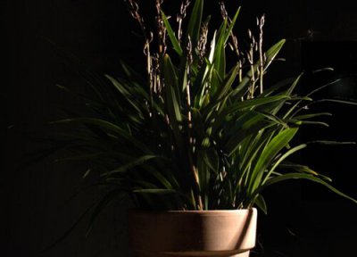 惠兰是否怕冻 惠兰冬天怎么养护