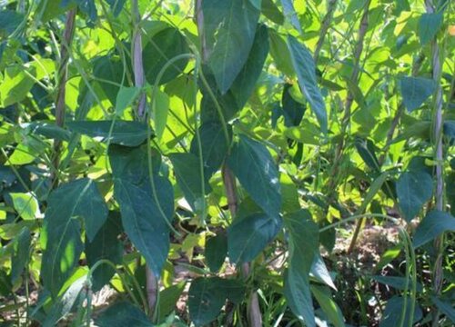 豆角可以扦插种植吗