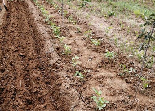 豆角可以扦插种植吗