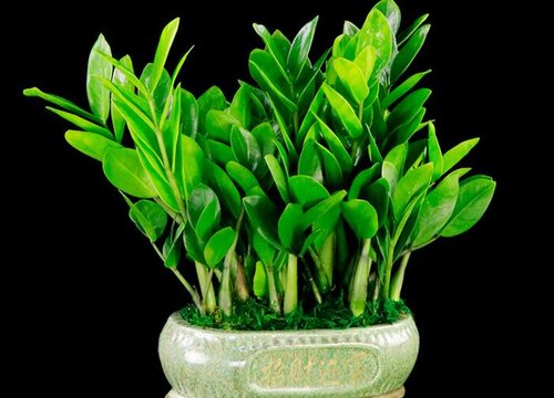 金钱树长得慢怎么办