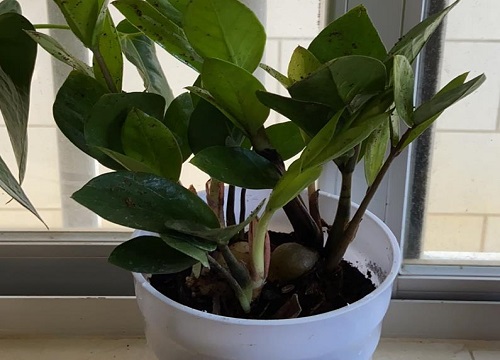 金钱树长得慢怎么办