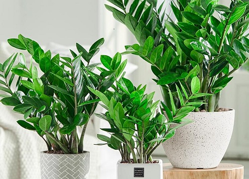 金钱树长得慢怎么办