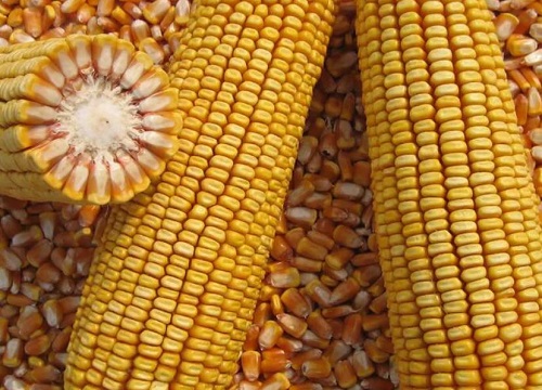 硕秋702玉米品种审定公告