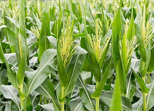 硕秋702玉米品种审定公告