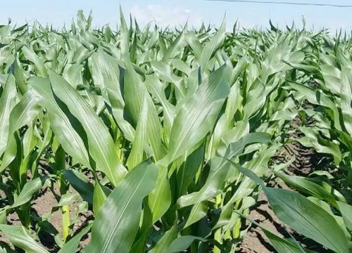 硕秋702玉米品种审定公告