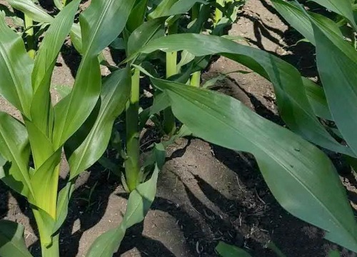 硕秋702玉米品种审定公告