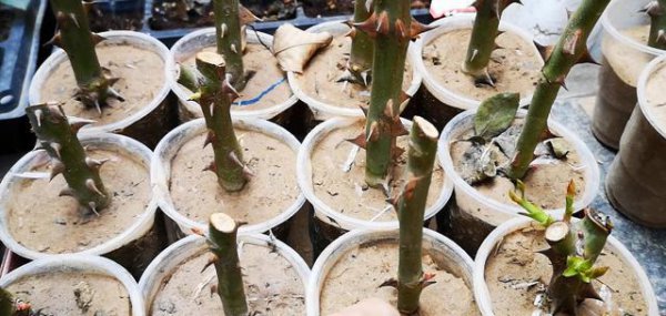 月季花扦插不生根怎么办