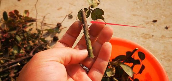 月季花扦插不生根怎么办