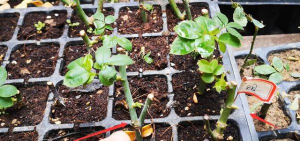 月季花扦插不生根怎么办