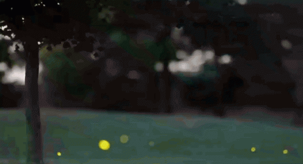 萤火虫是食肉动物吗