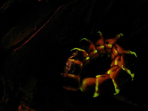 萤火虫是食肉动物吗