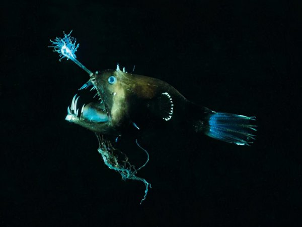 萤火虫是食肉动物吗