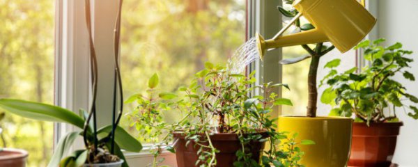 家庭养花冬天怎么浇水