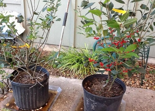 北美冬青第二年还会结果吗