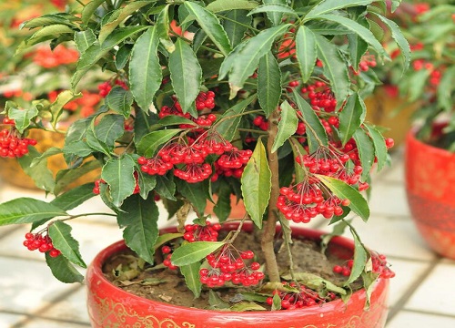 北美冬青第二年还会结果吗