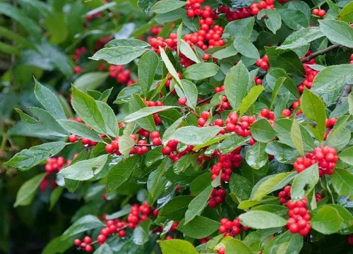 北美冬青第二年还会结果吗