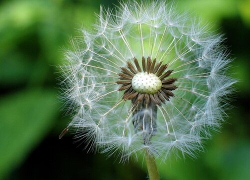 蒲公英亩产量多少斤