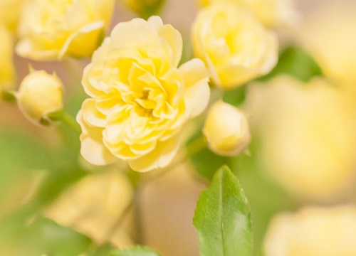 婆婆纳花期是什么时候