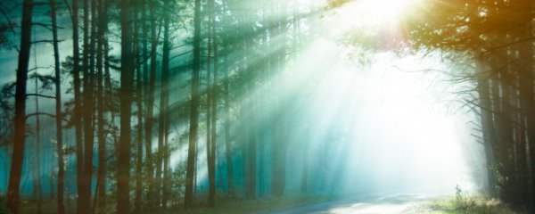 森林被称为什么